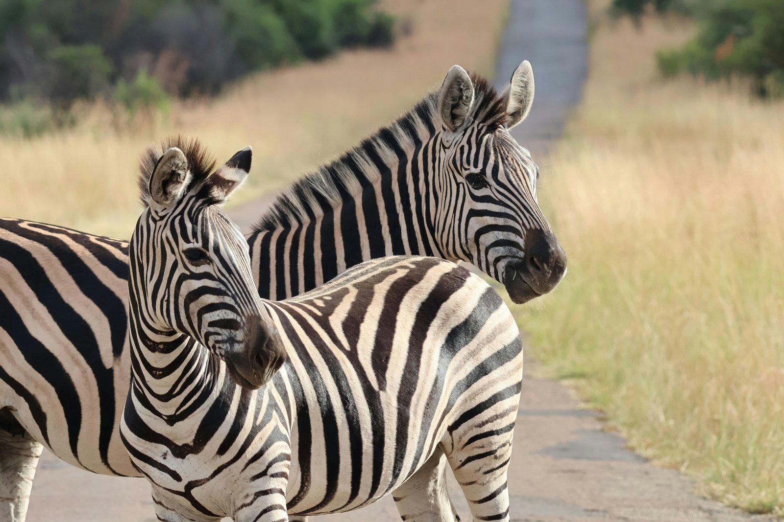 Kruger National Park in South Africa - Top tourist destination