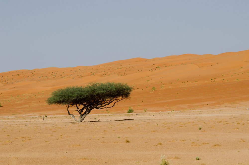 Camel safari and golden dunes in the Moroccan Sahara Desert