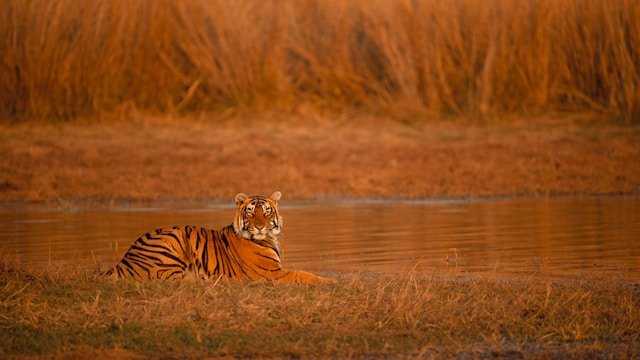 A premier national park famous for thrilling Bengal Tiger safaris